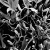 静寂の植物園 #06
