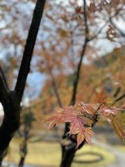 雨あがり 紅葉