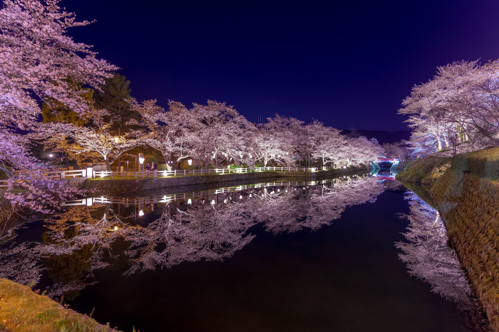 城跡の桜