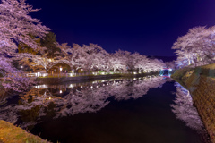 城跡の桜