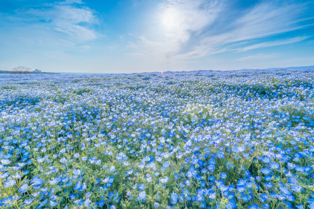 A world of spring and blue