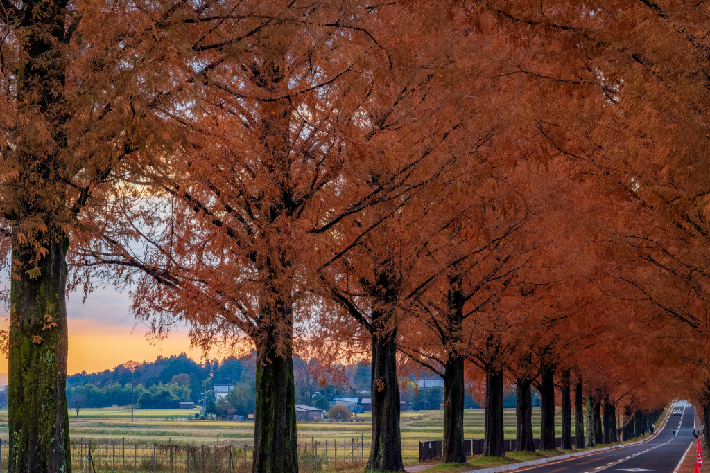 autumn colors