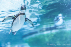 空飛ぶペンギン