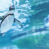 空飛ぶペンギン