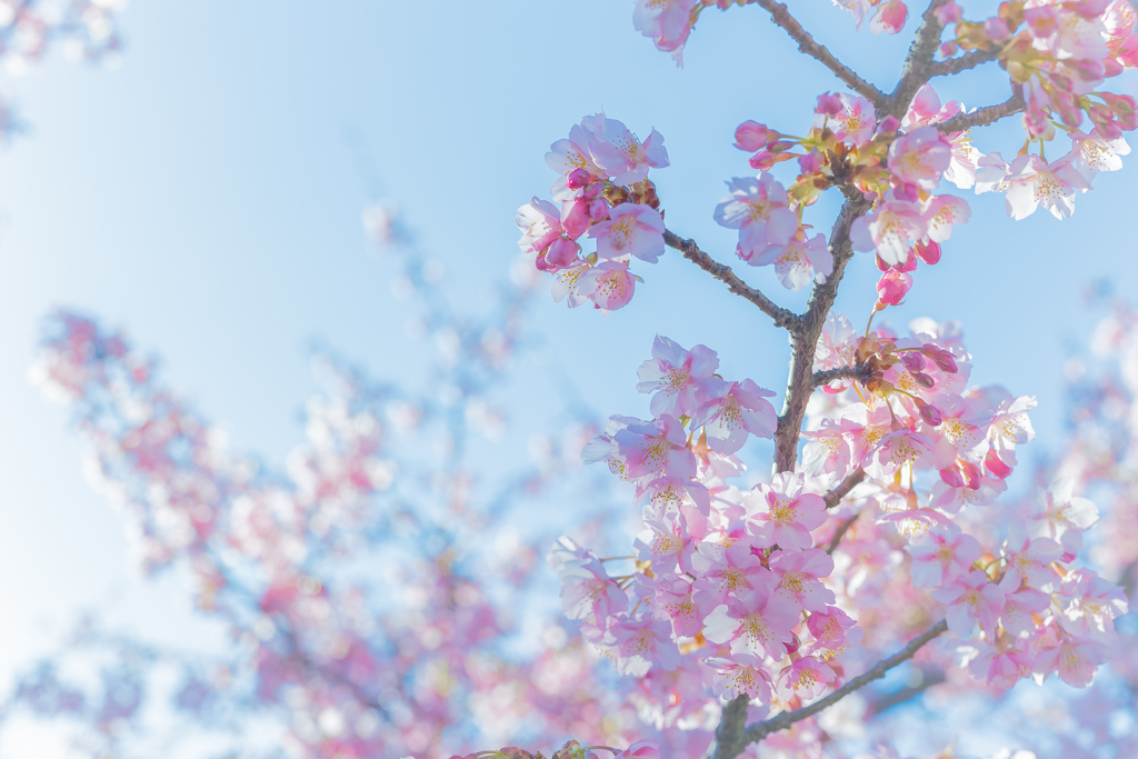 河津桜