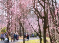 しだれ桜の並木道