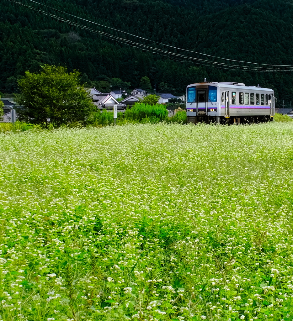 そば花畑を走る一両編成列車