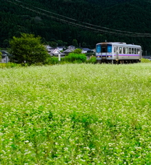 そば花畑を走る一両編成列車