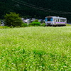 そば花畑を走る一両編成列車