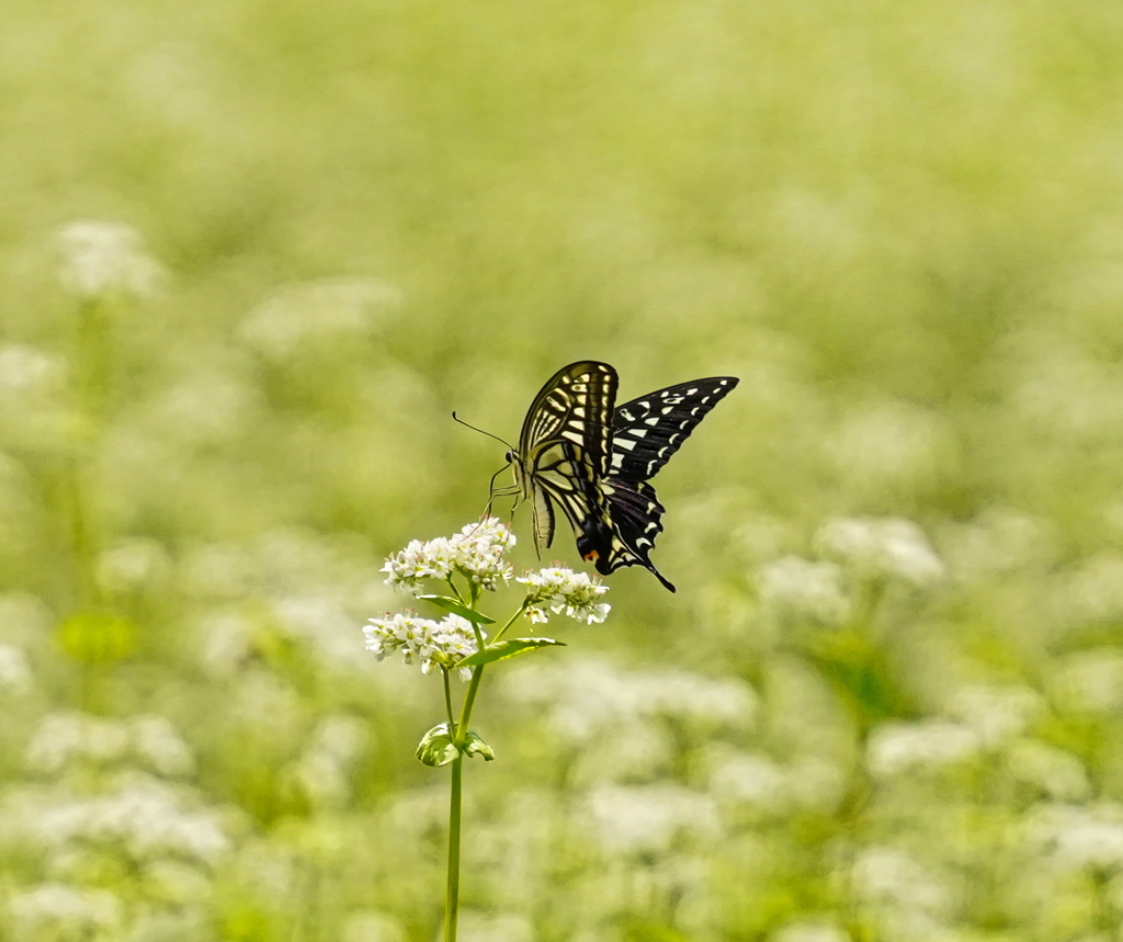 そばの花とアゲハチョウ