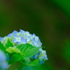 紫陽花～色づきはこれから