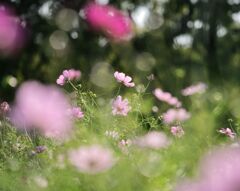 風に揺れてワルツを踊る秋桜