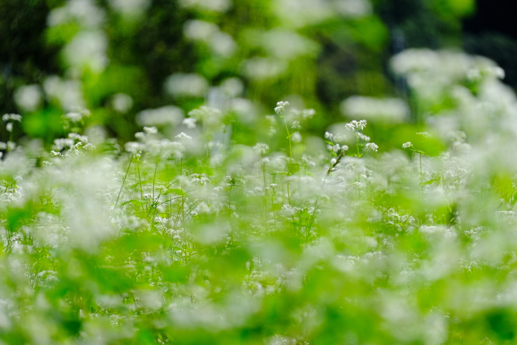 白いそばのお花畑で