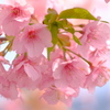 春色～河津桜咲いて