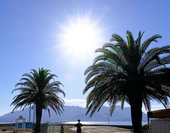 眩しい夏の太陽とパームツリー