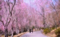 しだれ桜のカーテン