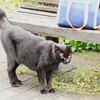クロちゃん
