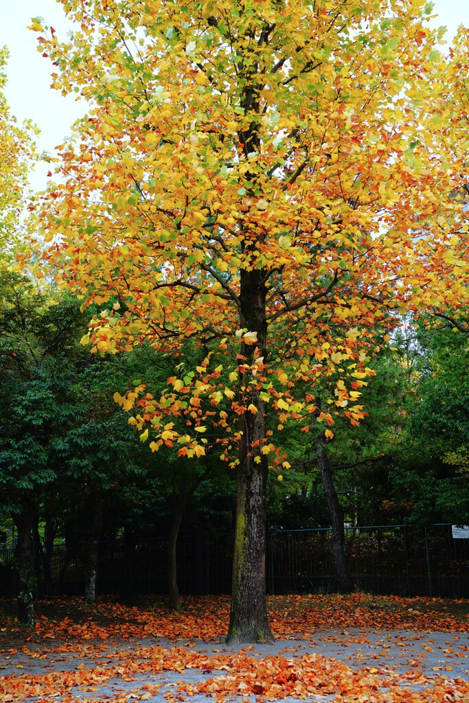 紅葉のピーク