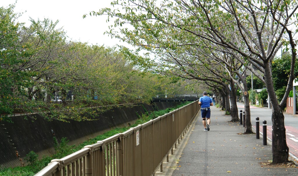 三沢川さくら通り