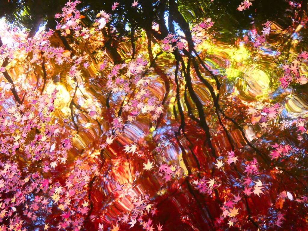 池の落葉と紅葉
