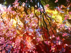 池の落葉と紅葉