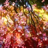 池の落葉と紅葉