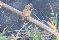 羽繕いするスズメ