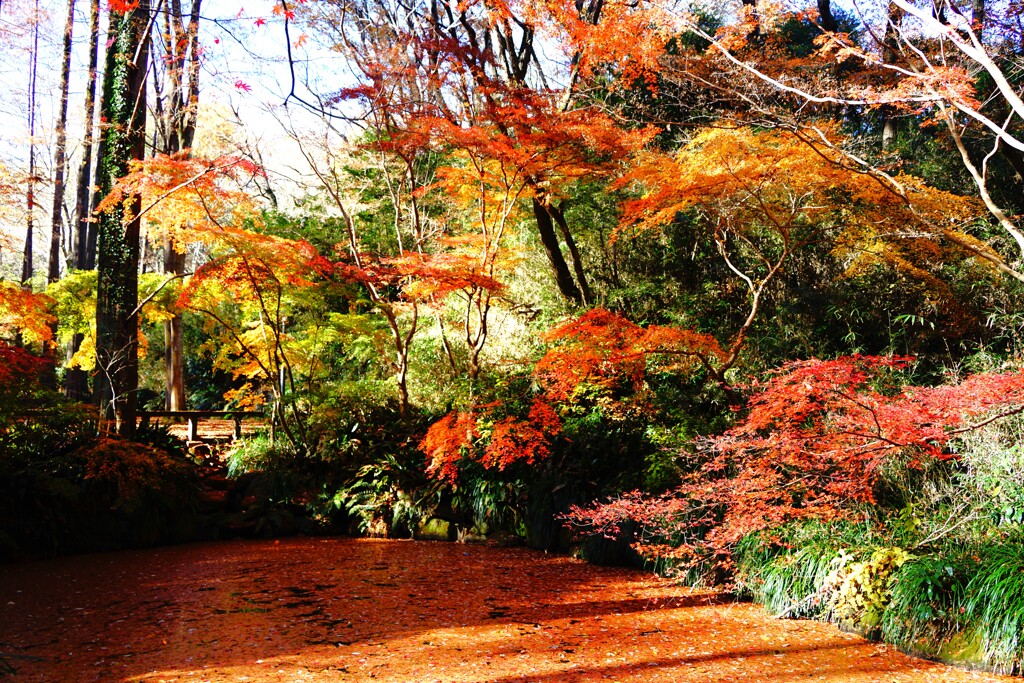 紅葉で覆われる奥の池