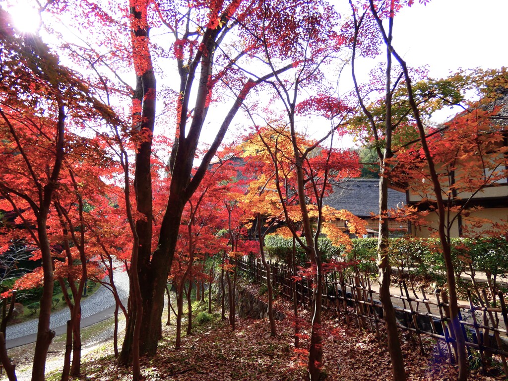 紅葉の色もやや渋く