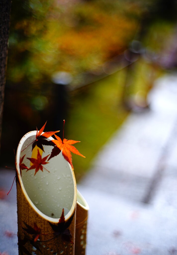 「竹あかり」にも紅葉