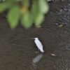 シラサギ