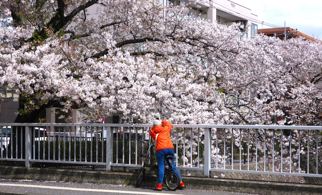 サクラ・フォトグラファー