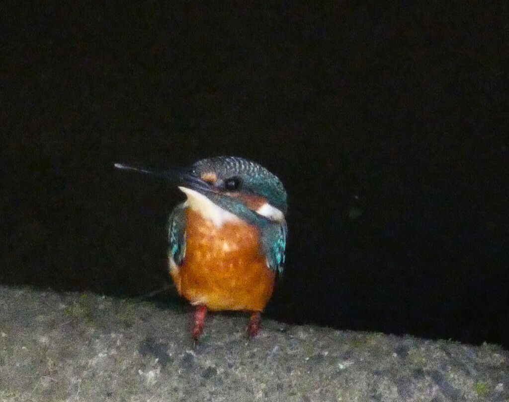 カワセミ