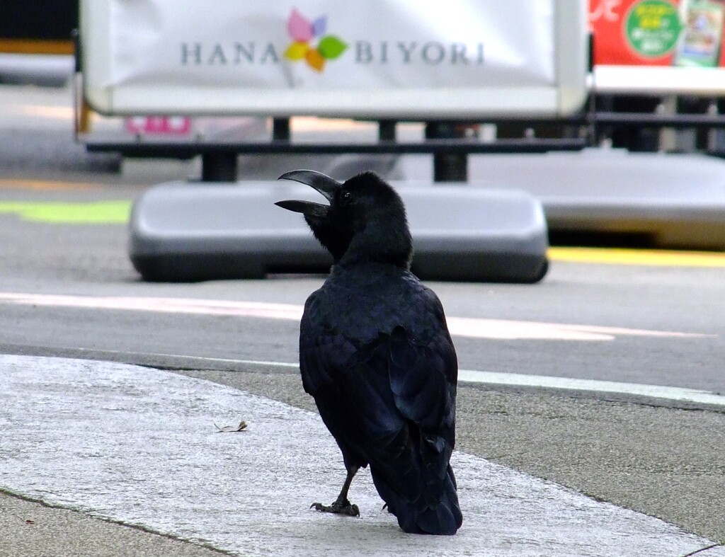 カラスびより