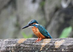 カラスが逃げ出す気迫