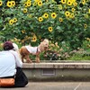 ヒマワリとワンコ