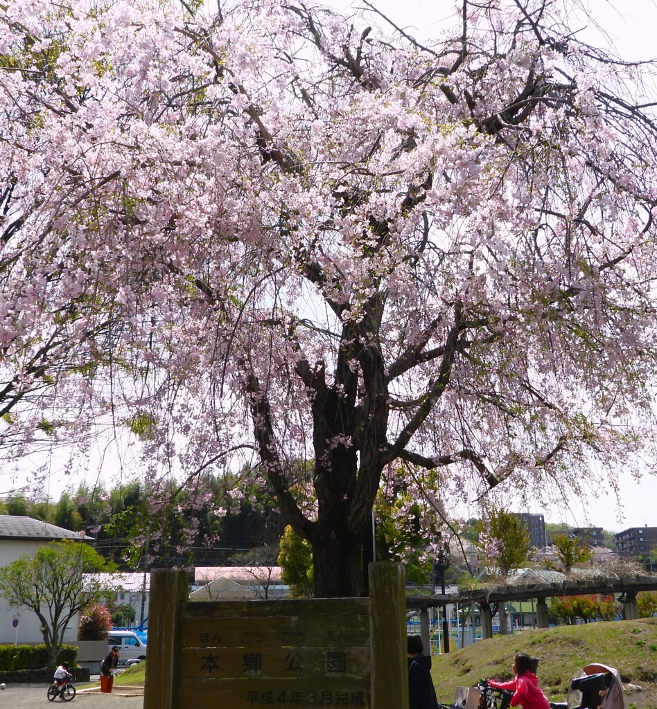 しだれ桜