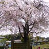 しだれ桜