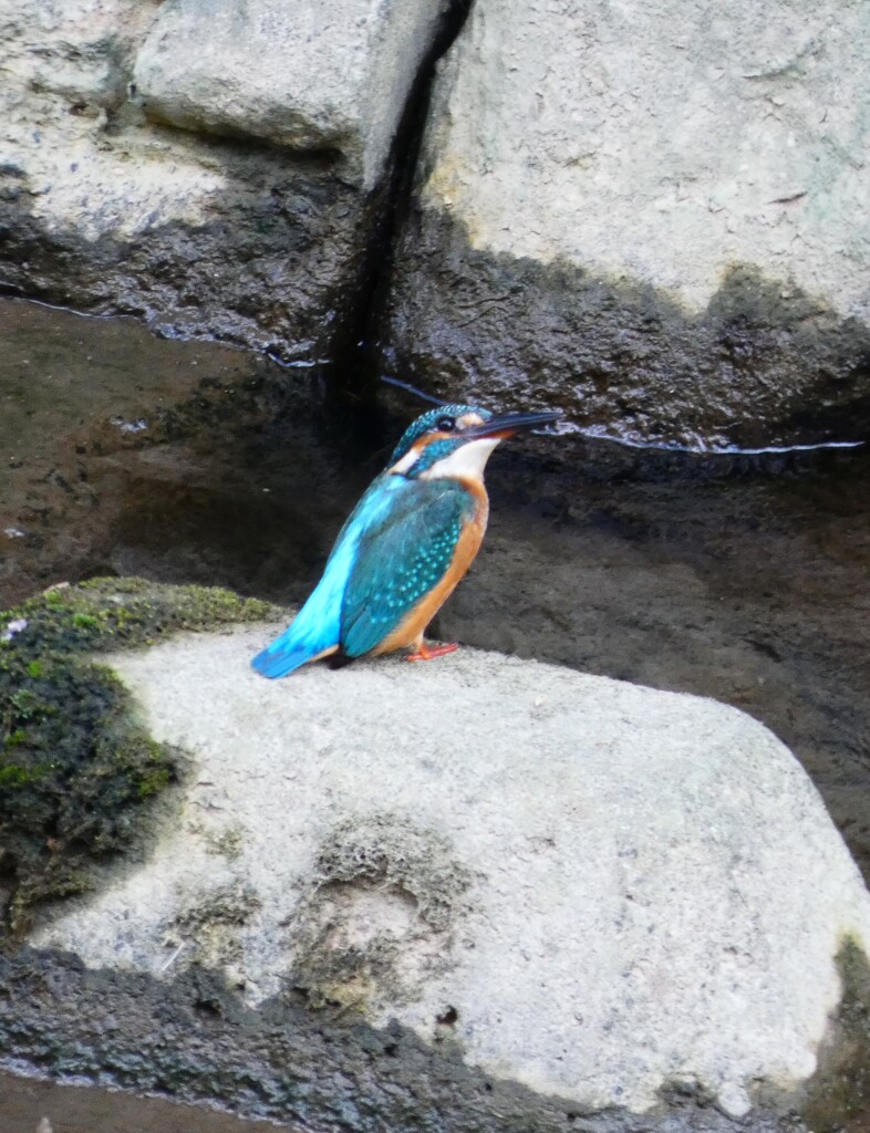 カワセミ
