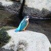 カワセミ