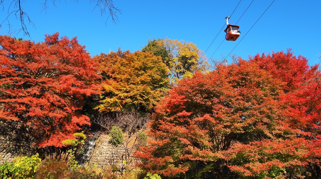 紅葉Ⅵ