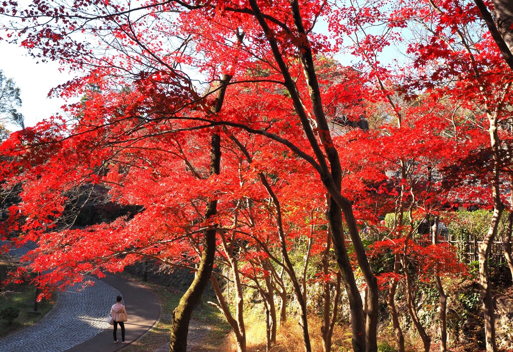 民家園沿いの坂道