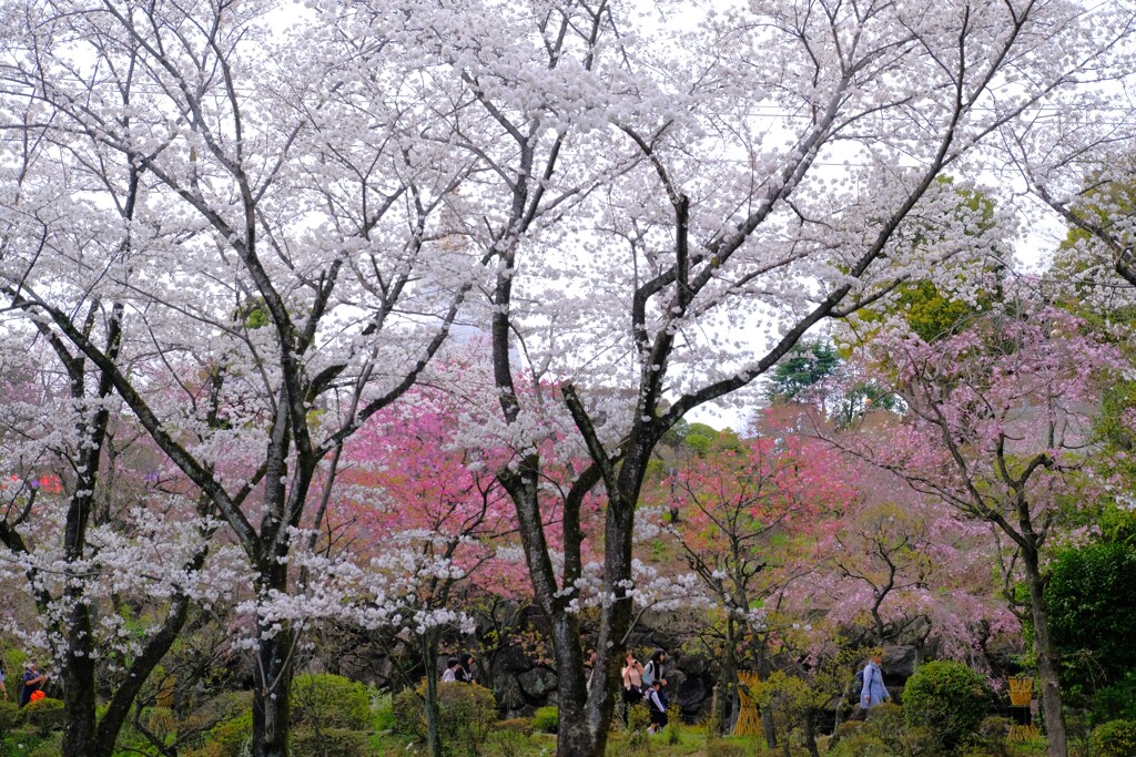 美しいサクラの森