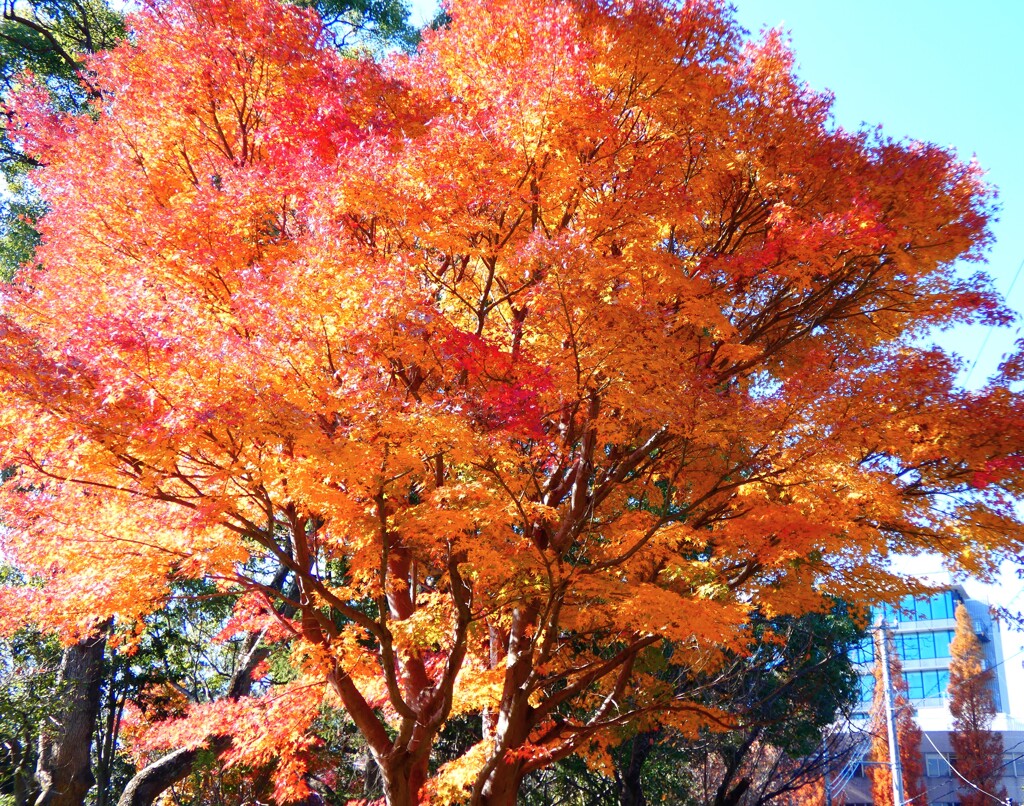 標準木も
