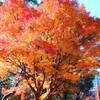 標準木も