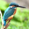 カワセミ