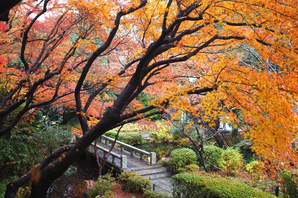 紅葉Ⅱ