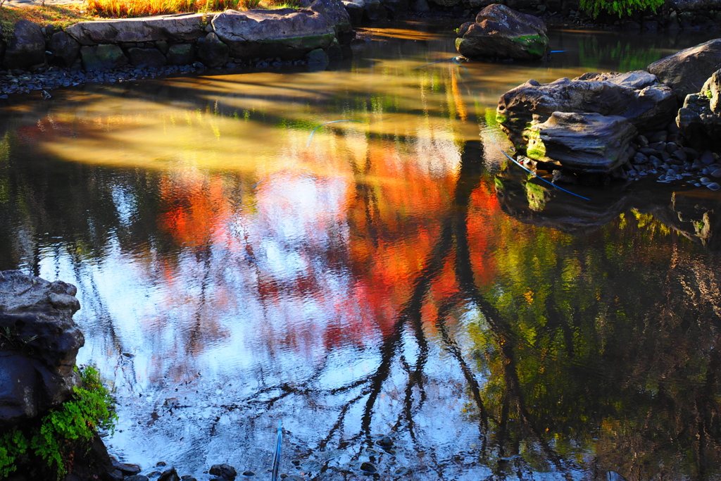 紅葉の影