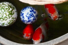 出入口の金魚