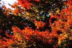 紅葉がそろそろ見頃